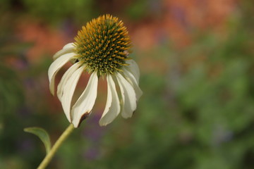 Echinacea purpurea alba im grün-orangenen Blütenmeer