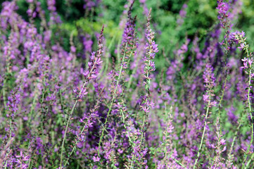 flowerbed of pink flower in garden