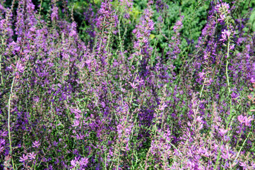 flowerbed of pink flower in garden