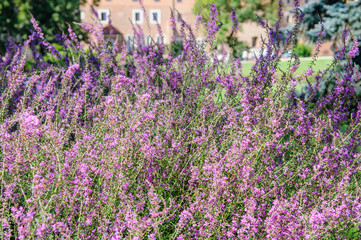 Naklejka premium flowerbed of pink flower in garden
