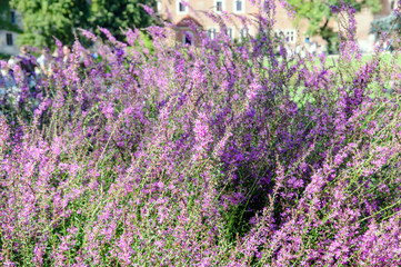 Obraz premium flowerbed of pink flower in garden