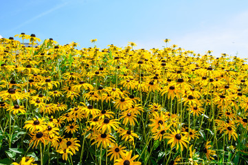 Fototapeta premium Rudbeckia bush