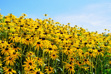 Rudbeckia bush