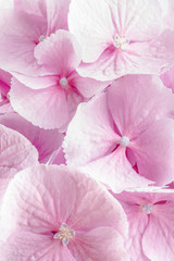 Fototapety  różowy kwiat hortensji makro obiektyw strzał