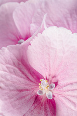 pink hydrangea flower macro lens shot