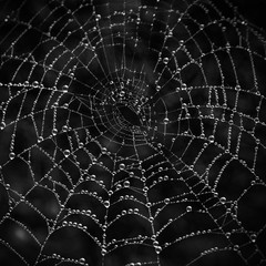 Fototapeta premium Detailaufnahme eines Spinnennetzes mit Tautropfen.