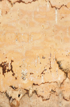birch bark background texture