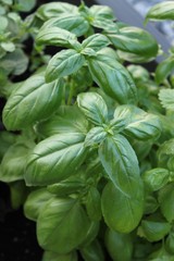Basilikum