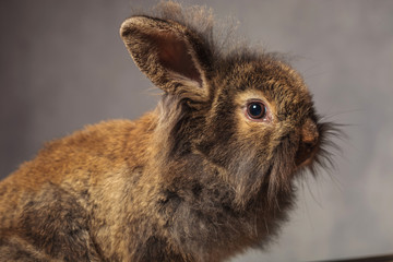 brown lion head rabbit bunny on grey studio backgroud.