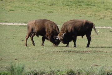Combat de bisons