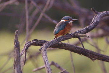 Martin-pêcheur au repos
