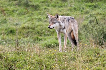 Wolf in the nature 