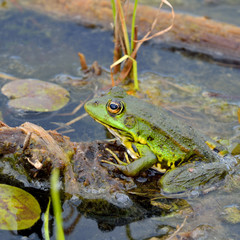 Green frog on green leaves on the lake
