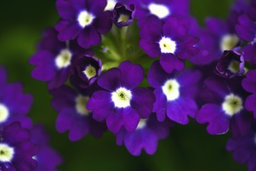 Obraz premium violet flowers