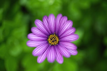 purple daisy close up