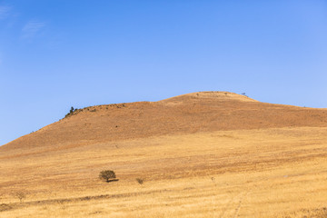 Fototapeta na wymiar Blue Dry Landscape of trees grass in rural countryside farming terrain