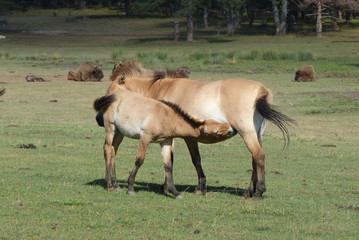 Fototapeta premium Cheval et son petit