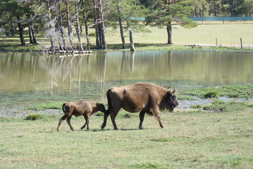 Bison et son petit