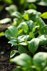 Beds of green spinach