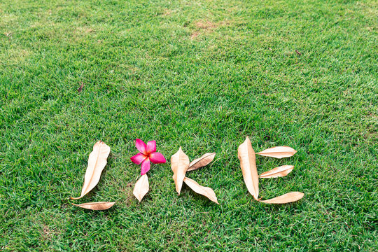Word llike made from dry leaf on the green grass with red plumeria