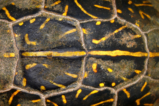 Florida Box Turtle Shell Pattern
