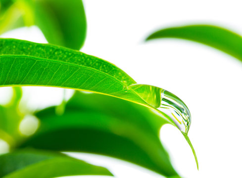 Fototapeta Leaves in water droplets on the branches of ornamental ficus bonsai, shot a macro lens, isolated on a white background.