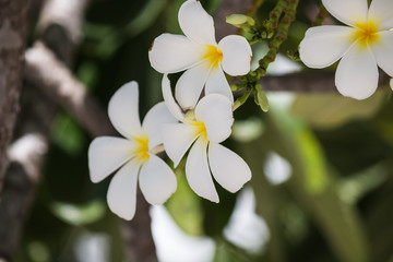 Frangipani flower