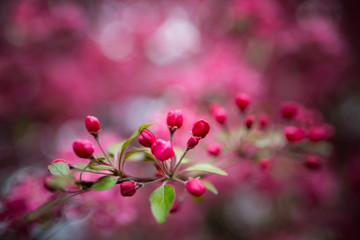 Malus pumila - Beautiful gentle lovely pink fragrant spring flowers of a paradise apple-tree in small DOF