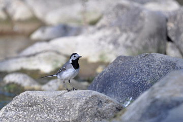 White wagtail