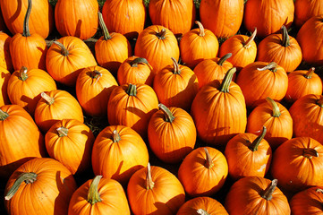 Kürbisse, viele nebeneinander aufgestellt 
