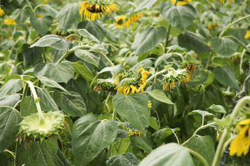 Sunflowers blossom wither by sunlight   