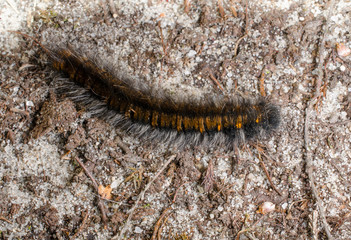 Raupe des Brombeerspinners