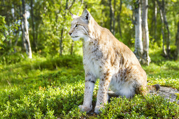 Naklejka na ściany i meble One eurasian lynx sitting in the green forest