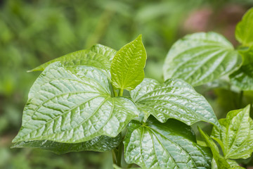 green vegetable in garden