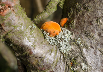 Flechten/Pilze am Ast