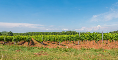 Fototapeta na wymiar Weinbau in Kroatien