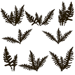 Set of ink drawing fern leaves