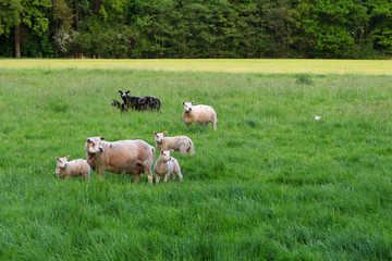 Fototapeta na wymiar Sheeps standing on green field