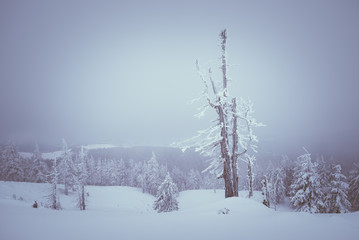 Fototapeta na wymiar Dry fir tree in winter mountains