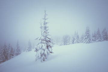 Forest landscape in winter with fog