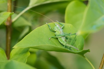 Grünes Heupferd (Tettigonia viridissima), Larve, Weibchen, Niedersachsen, Deutschland 