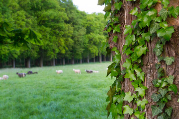 Ivy on wood and animals