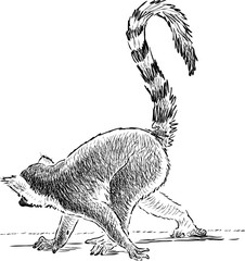 Naklejka premium crouching lemur