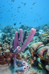 Underwater coral reef © John Anderson