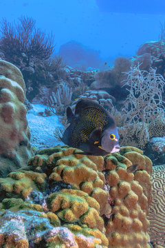 French angelfish, Pomacanthus paru