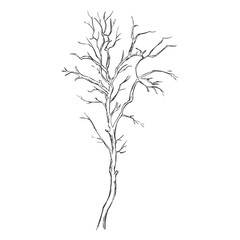 Vector Single Sketch Bare Tree