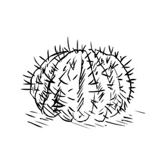 Vector Single Sketch Cacti