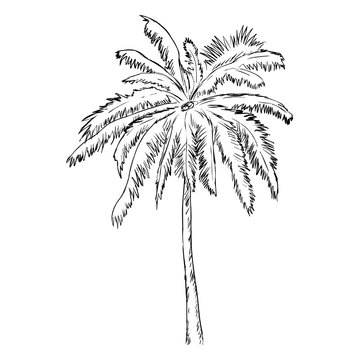 Vector Single Sketch Palm Tree