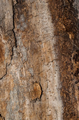 texture tree