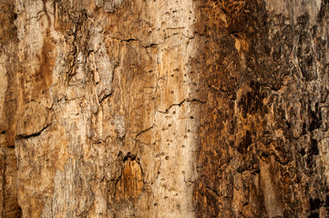  texture tree 3